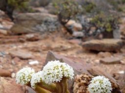 Crassula pyramidalis
